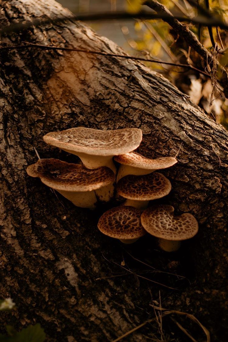 Here is a tree trunk with mushrooms growing out of it. The bark of the tree is dark brown, and very cracked. The mushrooms are growing out of a mini whole in the branch. The mushrooms vary in size, but are relatively circular with small brown marks on the top. the overall colour of the mushroom body is a cream/yellow.
