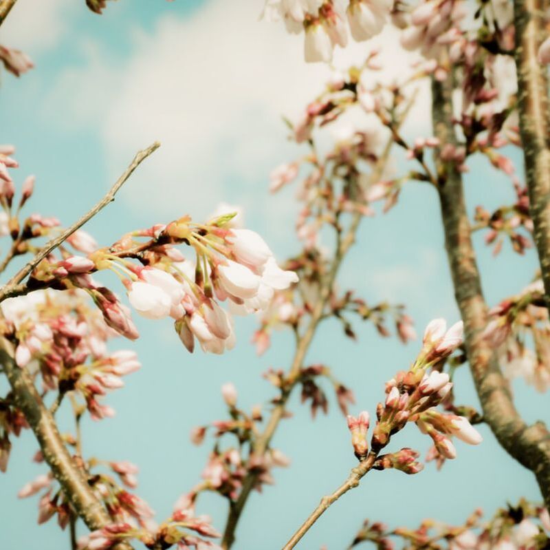 An image looking upwards at pink flower buds on a tree with a clear blue sky. 