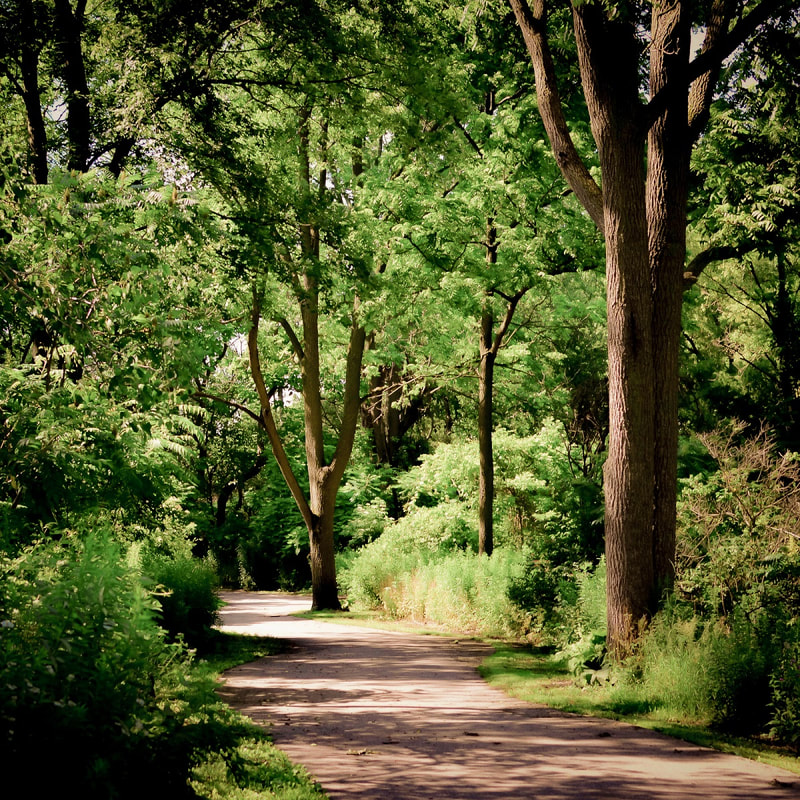 An image of a trail at Dalewood Conservation Area during the spring/summer.